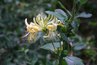 Don't plant Japanese honeysuckle.