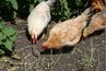 Animals must be housed in accordance with BARC regulations.