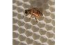 Play on words about bees and wax for creating a beeswax candle company name.