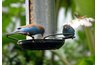 Children can watch birds eat from a feeder that they made.