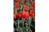Red tulips represent perfect love.