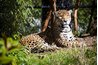 Mexico is home to the largest concentrated jaguar populartion outside of the Amazon.