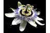 The outstanding passion flower.