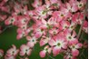 Pink cultivars of flowering dogwood are available.