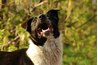 Dog dental kits might be more convenient than one you have to sanitize after every use.