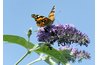 Butterflybushes get their name by being irresistible to butterflies.