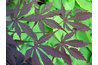 Newly planted Japanese maples often show scorched leaves for the first two years.
