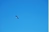 Some birds fly high on cool air currents to avoid the heat.