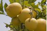 Dwarf Meyer lemons can produce full-sized fruit.