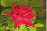 Make sure the leaves on your rose are free from mildew or the presence of bugs.