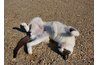 Itching because of fleas can lead to raw skin and an infestation in your home if left untreated.