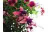 A fuchsia plant's colorful, tubular flowers draw hummingbirds.