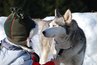 A sled dog who's not working requires far fewer calories.