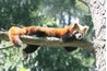 Red Pandas typically relax during the day.