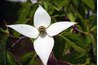 Kousa dogwoods have pointed petals.