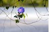 The vining, single-stemmed morning glory grows 10 to 15 feet.