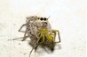 Jumping spiders are common in the U.S.