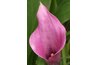 Pink or yellow callas add color variety to the garden.
