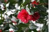 Camellia grows well in the same environment as the gardenia.