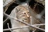 Bobcats are efficient hunters in the wild.