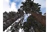Madrones grow with Douglas firs.