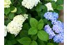 Hydrangeas come in different colors and flower forms.