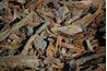 Wood chips provide a hostile surface to the tender-footed feline.