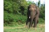 Elephants use their ears to keep cool.