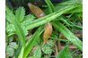Slugs live in decaying matter in the shade of leaves.