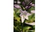 Hosta flowers are quite beautiful.