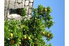 Oranges take their time turning orange