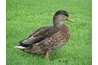 Ducks provide regular grasshopper prevention.
