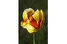 Variegated tulips have a distinctive multi-colored pattern and signify beautiful eyes.