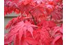 Japanese maples respond well to fall planting.