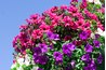 Fill hanging baskets with multiple colors of petunias to attract hummingbirds.