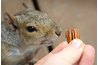 Pecans are enjoyed by people and wildlife alike.