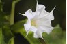 A blooming white moonflower.