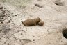 Mexican prairie dogs are an endagered species.