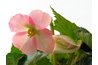 Begonia flowers attract hummingbirds.