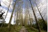 Poplars lining a road.