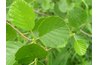 Red Alder is the most abundant hardwood in Washington.