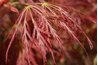 Frost damages delicate maple leaves, like this variety, if the maple leafs out early.