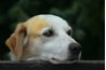 Offer a variety of dog shampoos and conditioners for your customers.
