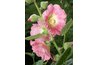 Old-fashioned hollyhocks are easy to grow.