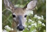Plants are rated by how often deer damage them.