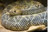 Rattlesnake is one of the more exotic offerings on Clydz' menu.