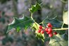 Holly is a prickly plant with red berries and symbolizes winter.