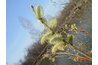 The male pussy willow dissolves into green fuzz.