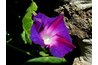 Overly rich soil and overcast, cool weather reduce flowering.