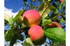 The majority of apples are eaten fresh.